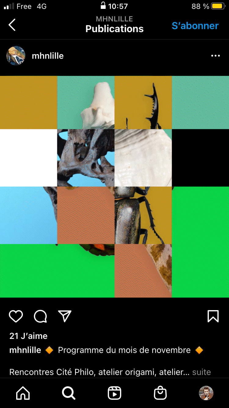 vignettes pour le compte instagram du musée d'histoire naturelle de lille